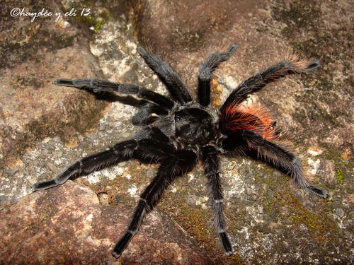 Veracruz Red-rump Tarantula