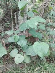 Piper reticulatum image