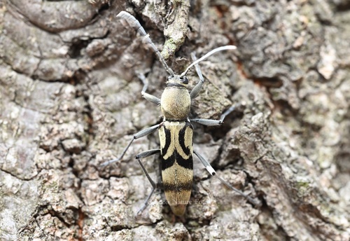 Chlorophorus savioi