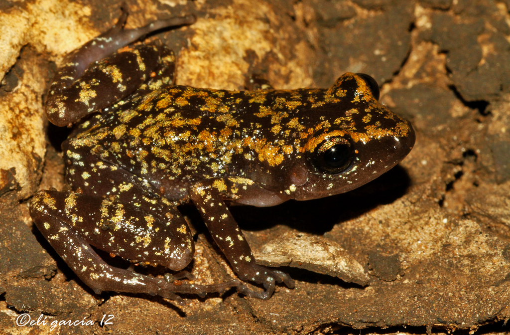 Guerrero Peeping Frog (Eleutherodactylus pipilans)