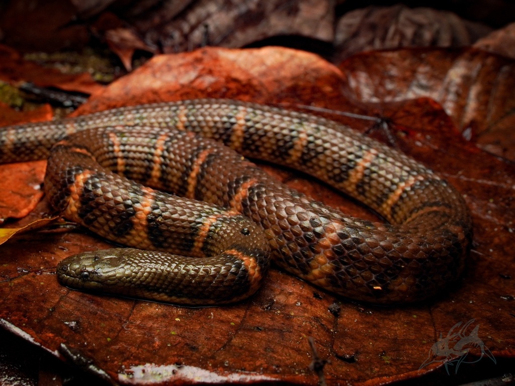 Opisthotropis laui from Guangdong Hepai Forest Park, Jiangmen ...