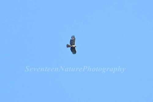 Mountain Hawk-Eagle
