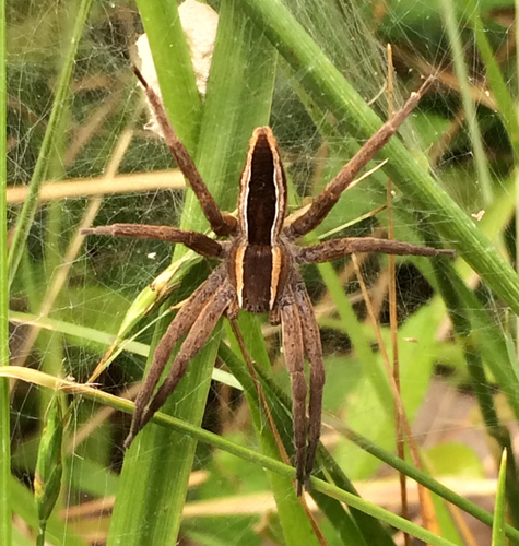 Pisaurina brevipes (Emerton, 1911)