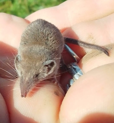 Sicilian Shrew (Crocidura sicula) — Least Concern Mammalia