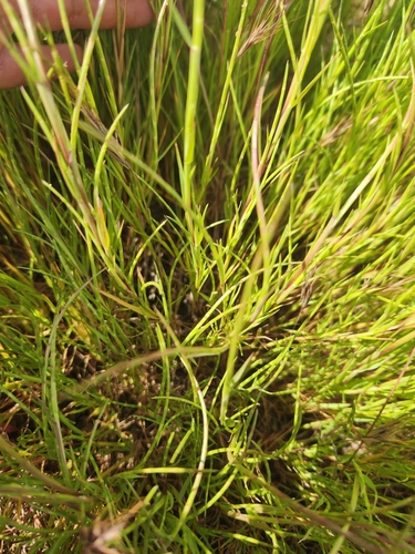 iNaturalist observation photo of Sickle Grass