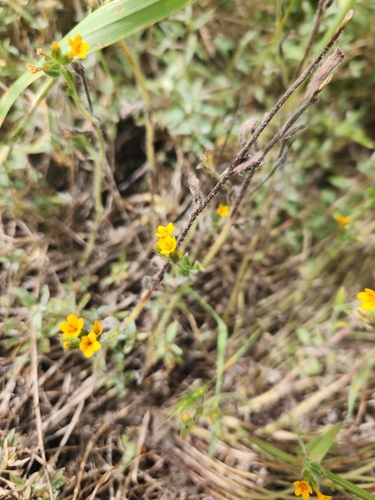 iNaturalist observation photo of Fiddlenecks