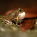 Yaeyama Kajika Frog - Photo (c) ph_hsu, all rights reserved, uploaded by ph_hsu