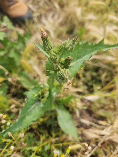 iNaturalist observation photo of sow thistles