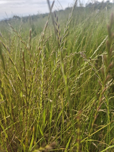 iNaturalist observation photo of Ryegrasses