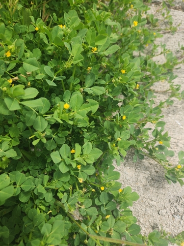 iNaturalist observation photo of bur clover