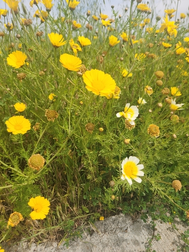 iNaturalist observation photo of Garland Daisy