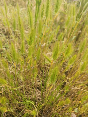 iNaturalist observation photo of salt barley
