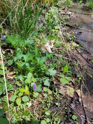 Viola X slavinii