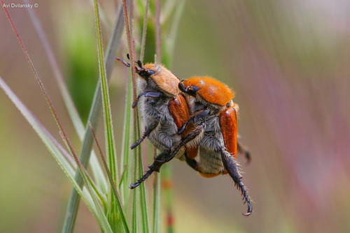 Brancoplia