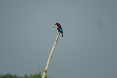 White-throated Kingfisher