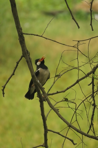 Indian Pied Starling