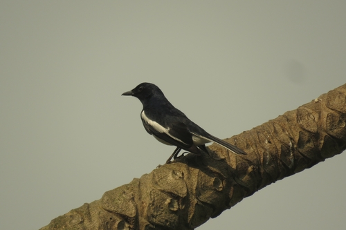 Oriental Magpie-Robin
