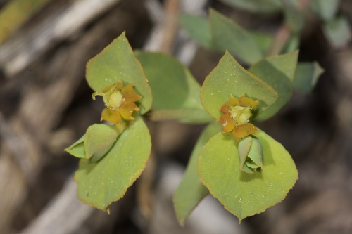 Euphorbia transtagana