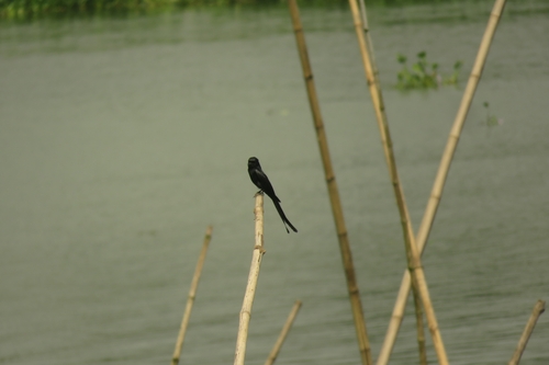 Black Drongo