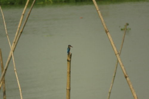 Common Kingfisher