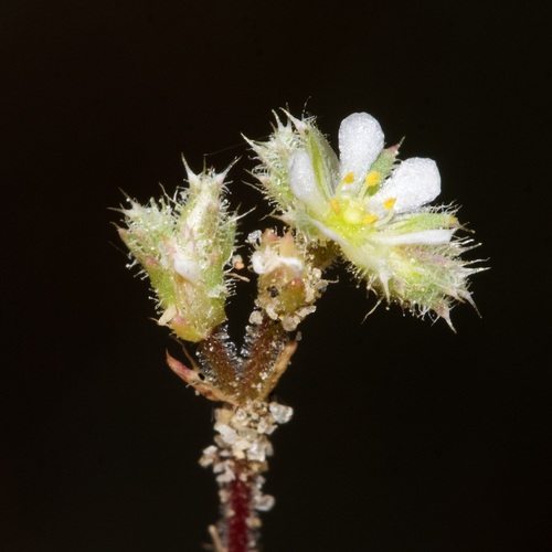 Loeflingia