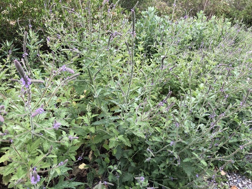 iNaturalist observation photo of western vervain