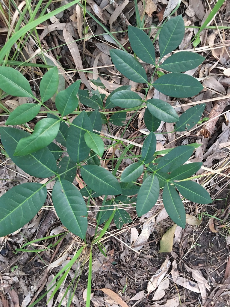 Crows Ash from Neurum, QLD, AU on April 16, 2024 at 05:15 PM by myles ...