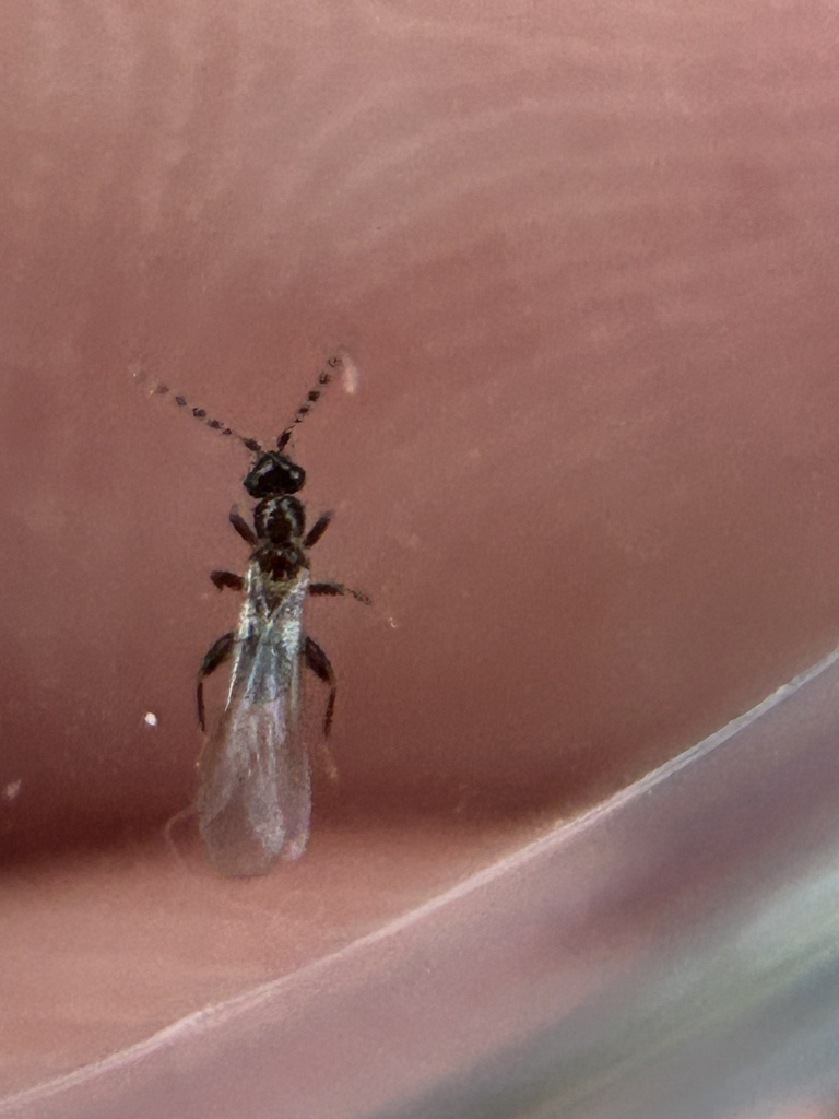 Zorotypus from Keysville Ave, Spring Hill, FL, US on April 18, 2024 at