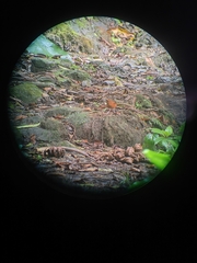 Grallaria guatimalensis image
