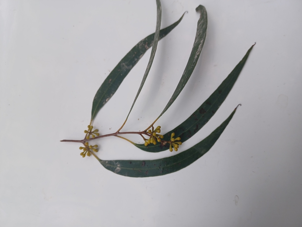 narrowleaf peppermint gum from Macclesfield VIC 3782, Australia on