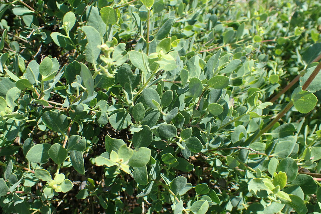 honeysuckles from Santa Clara County, CA, USA on April 18, 2024 at 12