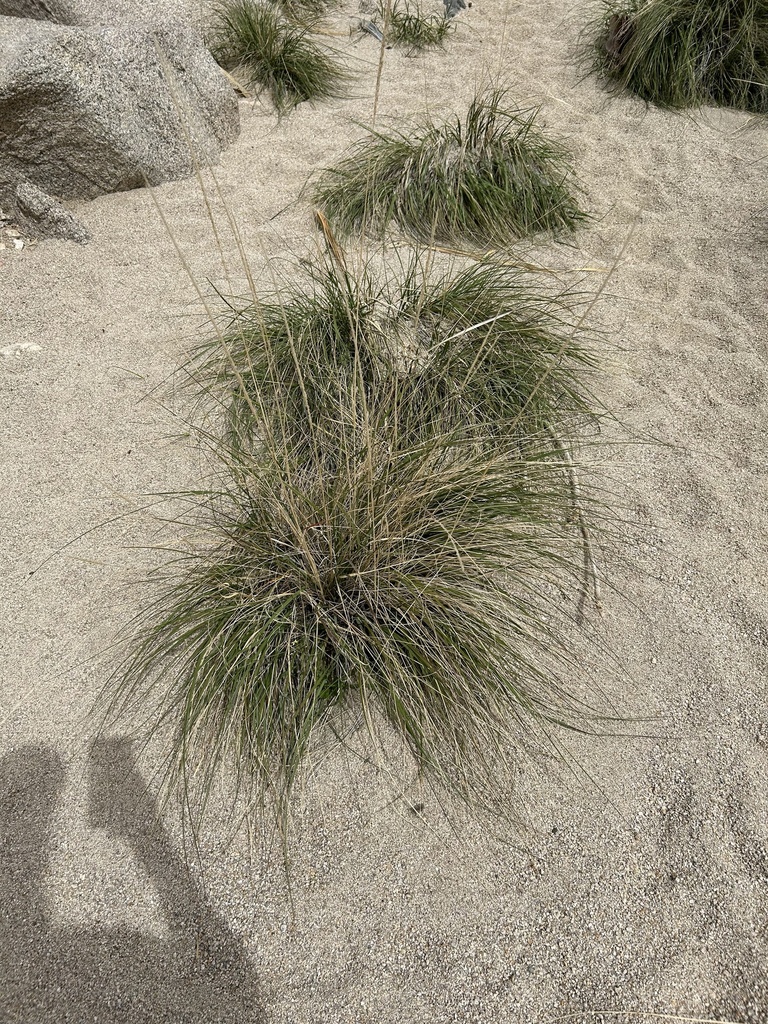 deergrass from Joshua Tree National Park, Indio, CA, US on April 18 ...