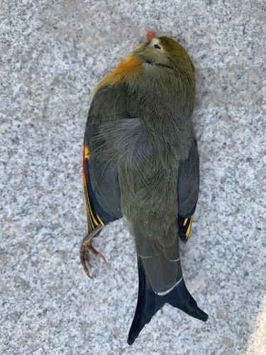 Red-billed Leiothrix