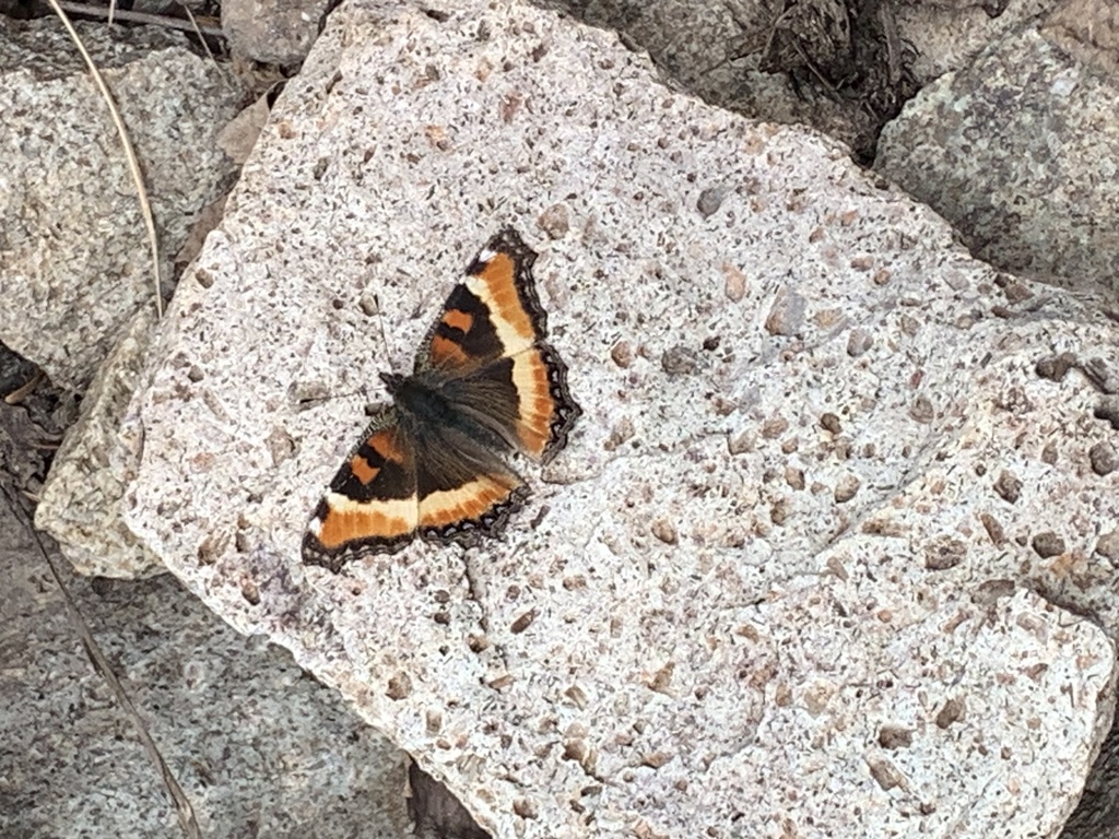 Milbert S Tortoiseshell From Grand Mesa Uncompahgre And Gunnison   Large 