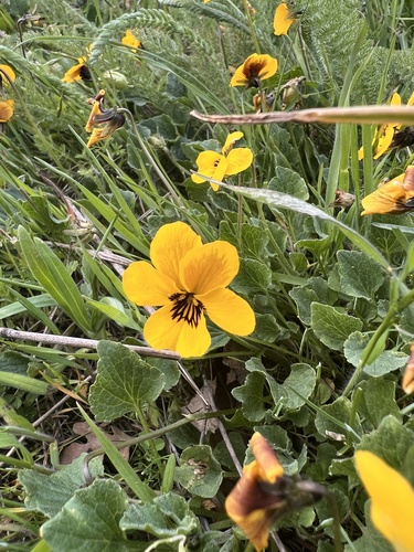 iNaturalist observation photo of California Golden Violet