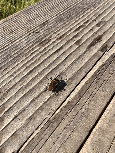 iNaturalist observation photo of Largus