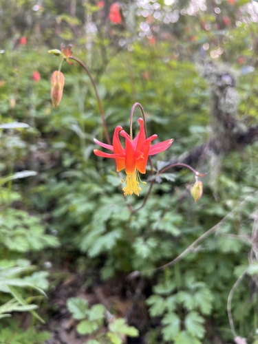 iNaturalist observation photo of western columbine