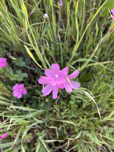 iNaturalist observation photo of checkerbloom