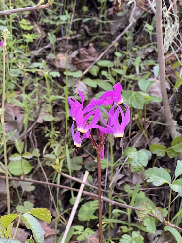 iNaturalist observation photo of Henderson's shooting star
