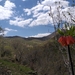 Fritillaria imperialis imperialis - Photo (c) E. Beiranvand, all rights reserved, uploaded by E. Beiranvand