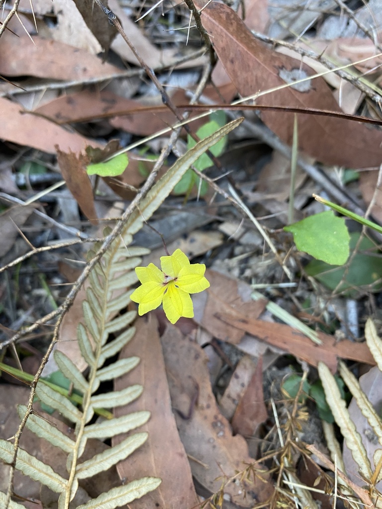 Ivy Goodenia from Thirlmere Lakes National Park, Thirlmere, NSW, AU on ...