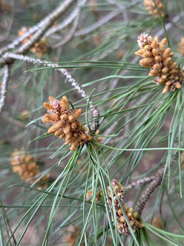 Stone pine