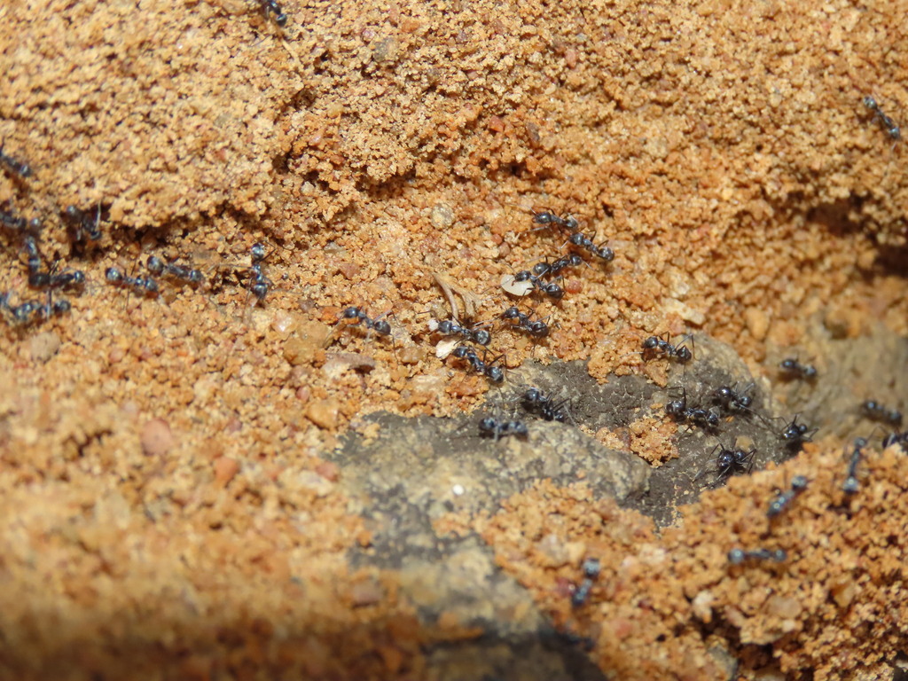 Iridomyrmex anceps from Tamil Nadu, India on February 29, 2024 at 10:00 ...