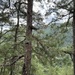 Pinus kesiya kesiya - Photo (c) Virginia, all rights reserved, uploaded by Virginia