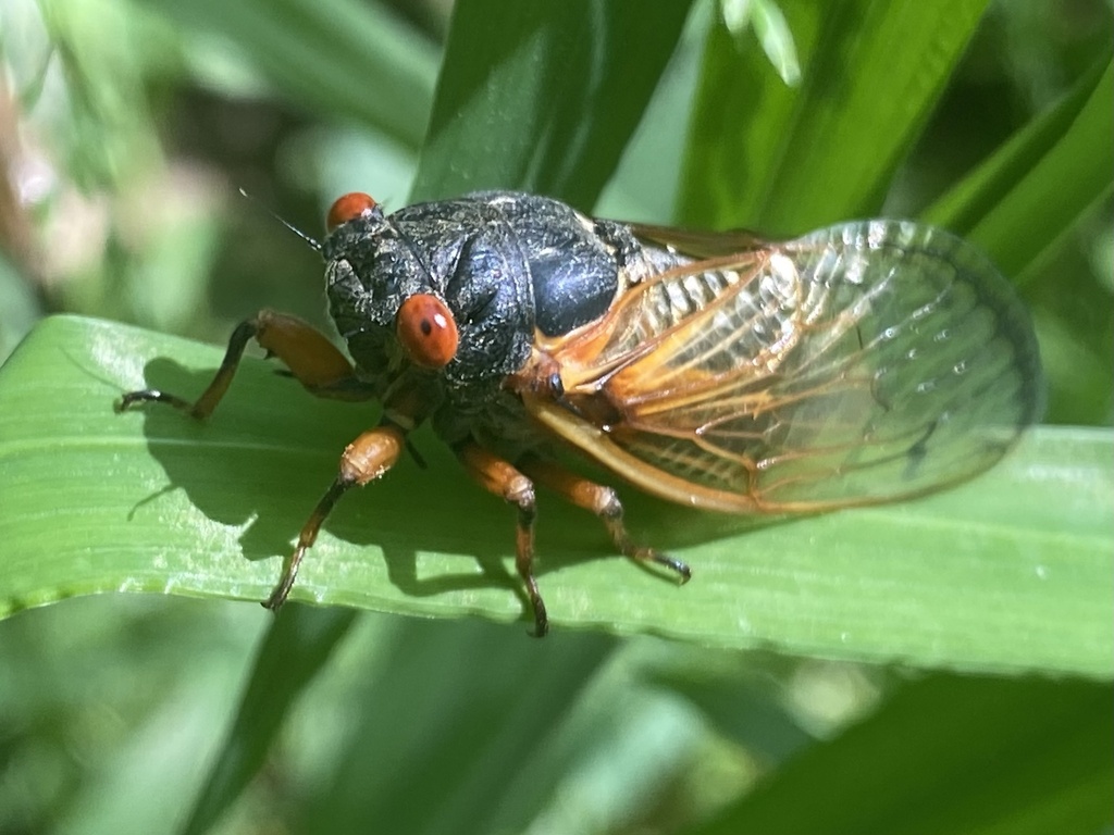 Cassin's 13Year Cicada from Laurel Grove Ln, Charlotte, NC, US on