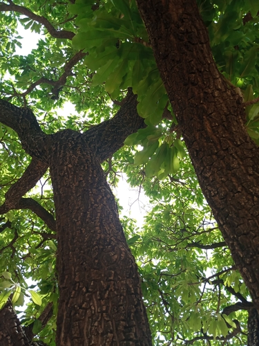 Shea Tree