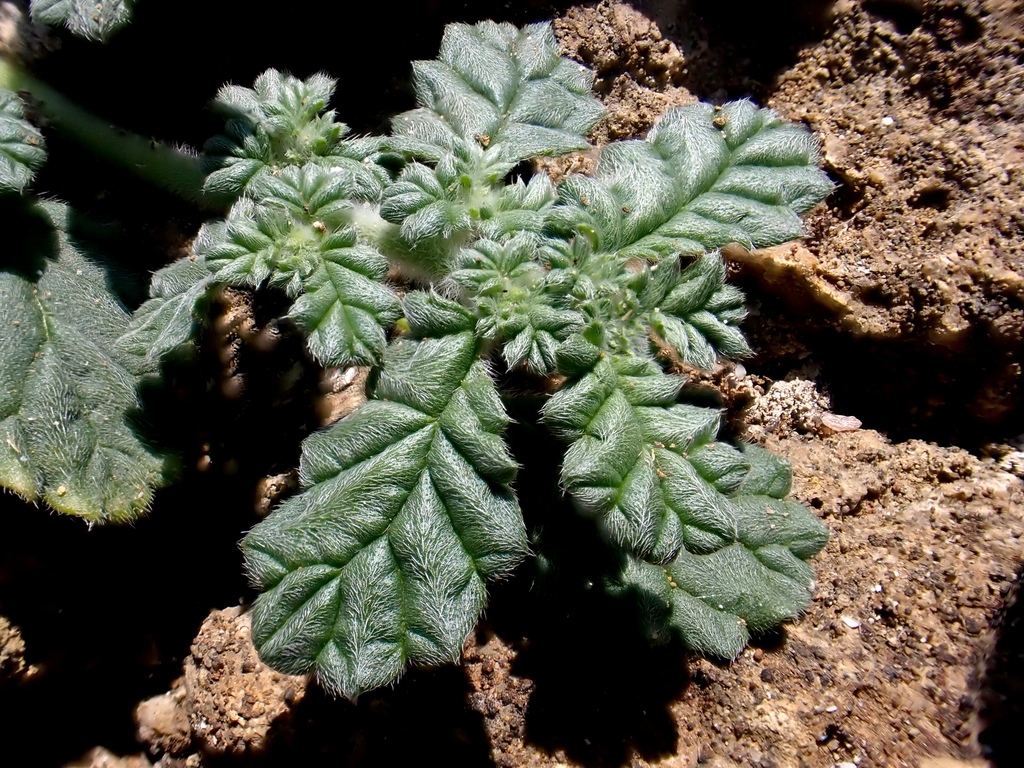 Coldenia procumbens (Coldenia procumbens)