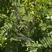 Amorpha paniculata - Photo (c) Layla, כל הזכויות שמורות, הועלה על ידי Layla
