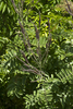 Amorpha paniculata - Photo (c) Layla, todos los derechos reservados, subido por Layla