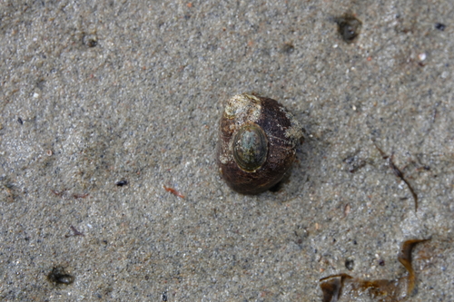 Tortoiseshell Limpet